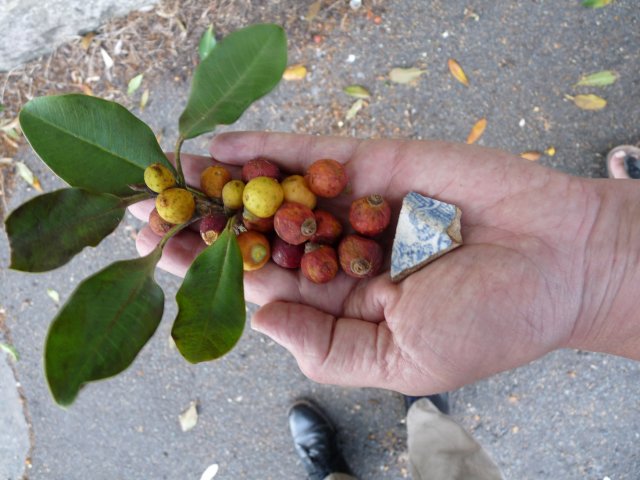 Port Jackson figs
